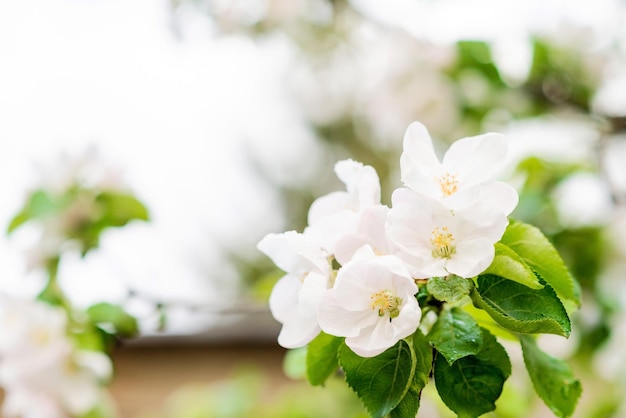 Sfondo floreale fiori di mela in primavera messa a fuoco selettiva morbida