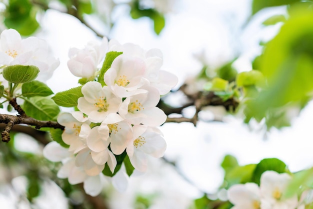 Floral background Beautiful apple blossoms on a tree in spring Soft selective focus