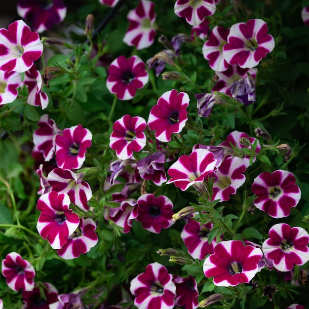 Floral background, blooming colorful lush petunia bushes on a flower bed, sunny day