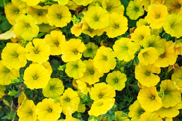 花の背景、花壇に咲くカラフルな緑豊かなペチュニアの茂み、晴れた日