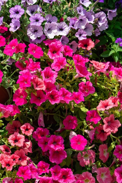 Цветочный фон, цветущие красочные пышные кусты петунии на клумбе, солнечный день