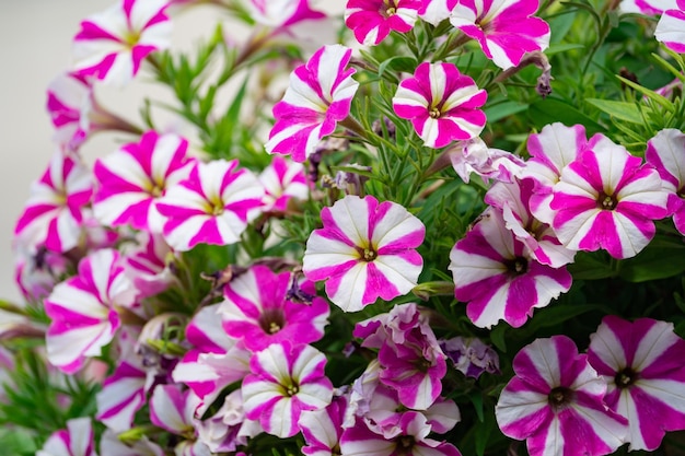 Floral background, blooming colorful lush petunia bushes on a flower bed, sunny day