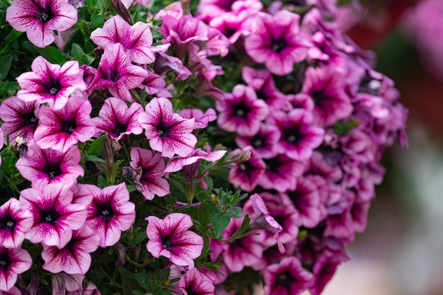 写真 花の背景、花壇に咲くカラフルな緑豊かなペチュニアの茂み、晴れた日