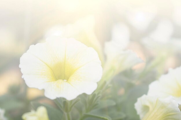 パステル調に咲く花の背景