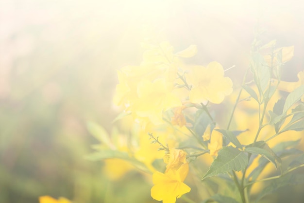 Floral background blooming in pastel tones