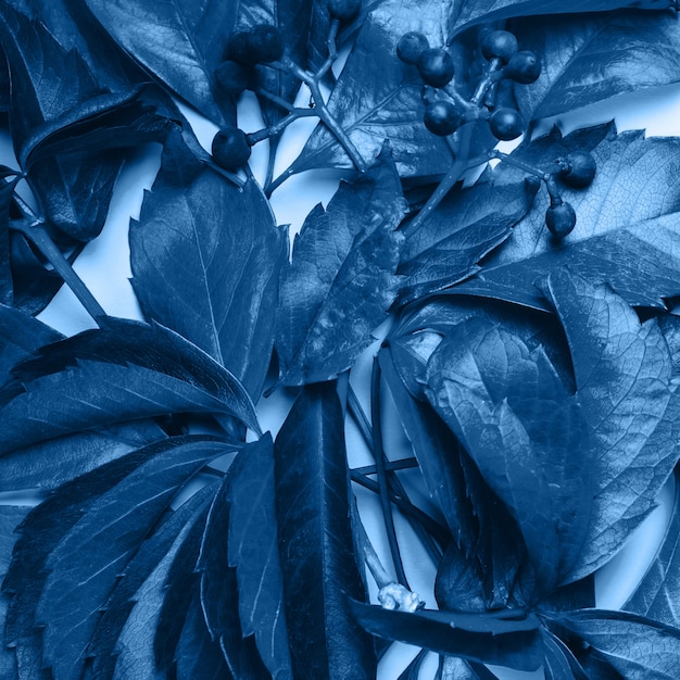 Photo floral background. blue leaves and berries of wild grapes