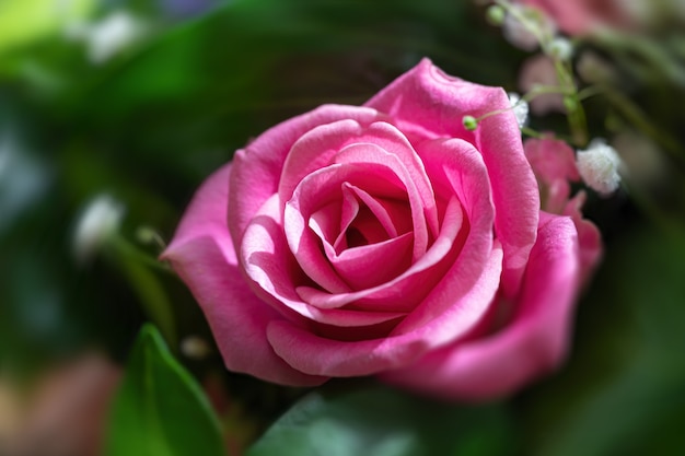 Floral background. Close-up image of a pink rose in a festive bouquet