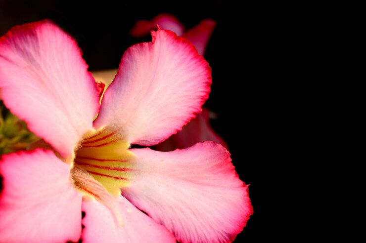Floral background. Close up of Tropical flower Pink Adenium. Desert rose on Green background.