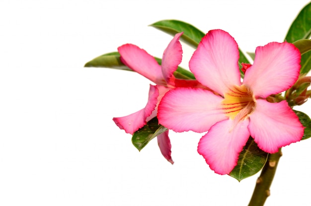 Floral background. Close up of Tropical flower Pink Adenium. Desert rose on white background.