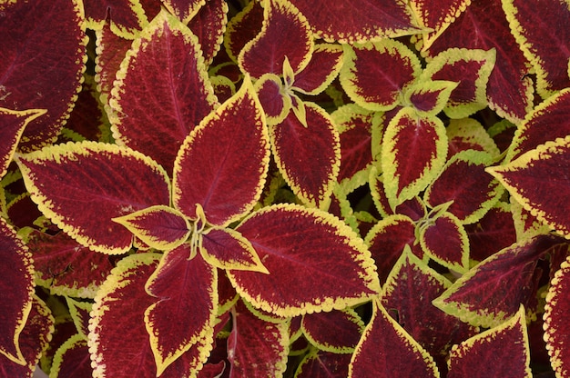 Floral background coleus plants on the flowerbed. High quality photo