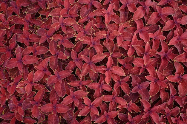 Floral background coleus plants on the flowerbed.