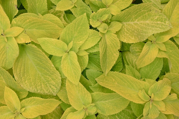 Floral background coleus plants on the flowerbed. 