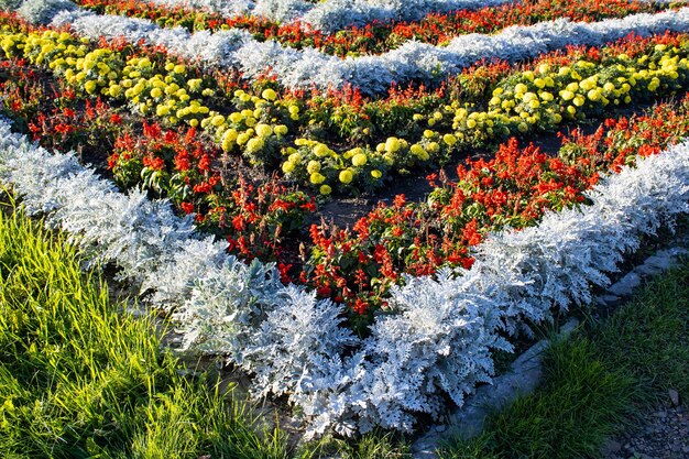 Floral background Colorful flower bed in city design