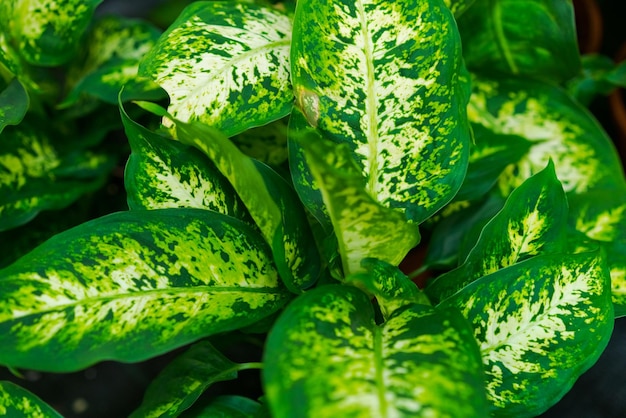 Sfondo floreale da foglie naturali di piante d'appartamento di buona consistenza