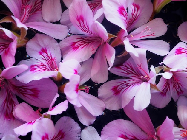 Floral background from Pelargonium