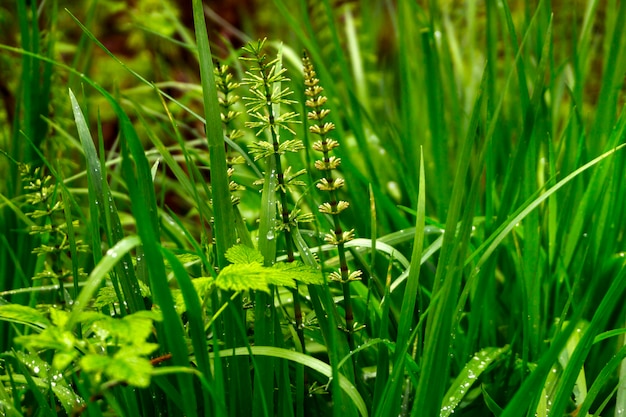 Floral background - grass with young horsetails with drops of water after the rain closeup