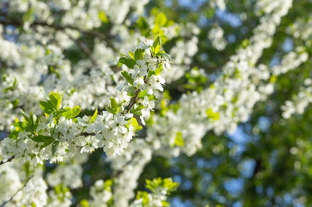 The floral background is a cherry branch with white flowers and a space for copying