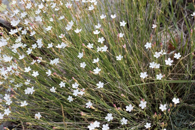 花の背景白い花と牧草地