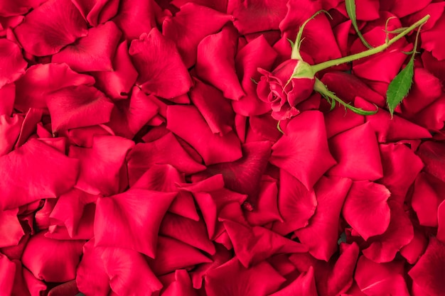 사진 빨간 장미 꽃잎과 작은 장미 꽃 봉오리의 꽃 배경. 약혼 및 결혼식을 위한 휴일 카드입니다. 행복한 발렌타인 데이. 발렌타인 데이, 3월 8일, 어머니의 날을 위한 꽃무늬 벽지