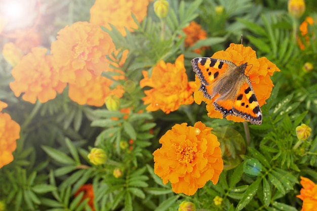 Floral background - orange flowers and a butterfly.