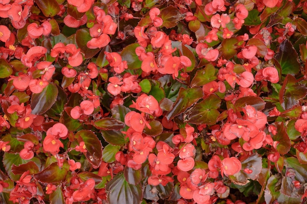 Floral background of red begonia on a lawn.