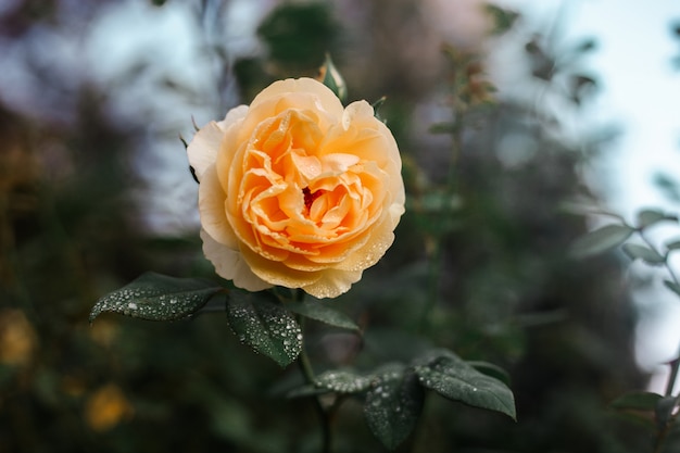 Floral background, rose flower in the garden close up