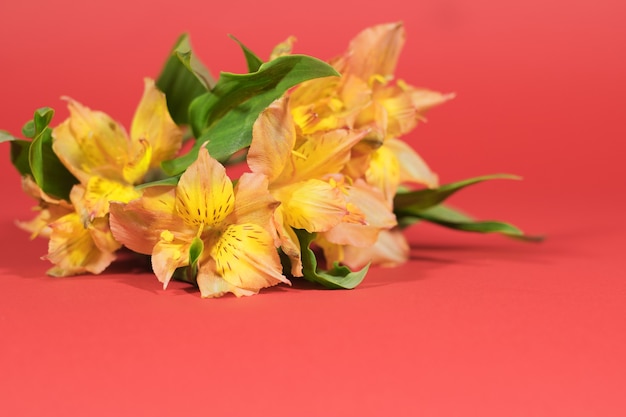 Photo floral background. selective focus. alstroemeria bouquet on a red background with bokeh. greeting card.