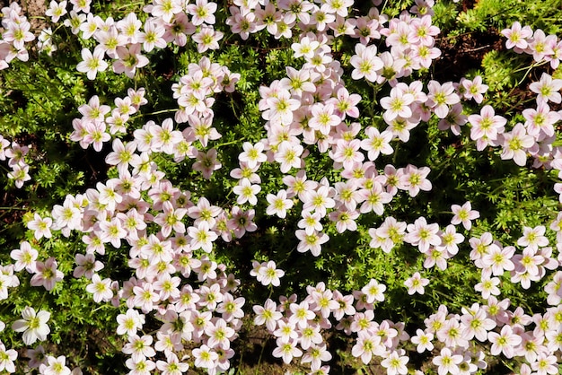 Floral background small white flowers saxifrage moss in the spring garden