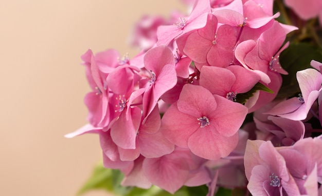 花の背景。柔らかいアジサイまたはオルテンシアの花。芸術的な自然の背景。春には花が咲きます。