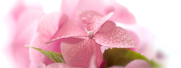 Floral background. Soft Hydrangea or Hortensia flowers with water drops on petals. Artistic natural background. Flowers in bloom in spring time. Extremely shallow depth of field