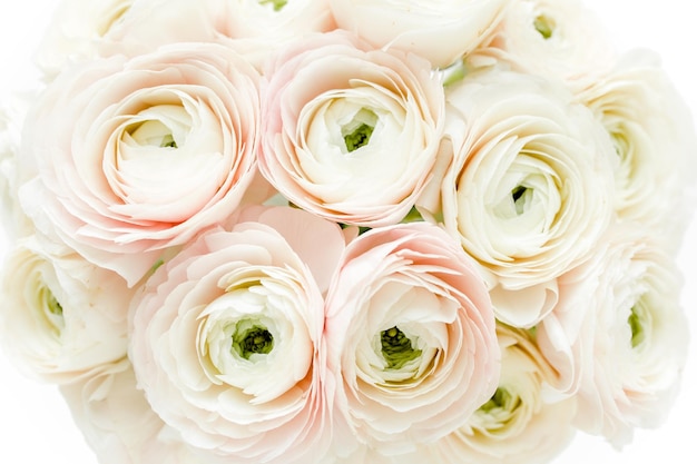 Floral background texture made of pink ranunculus flower buds on white background Flat lay