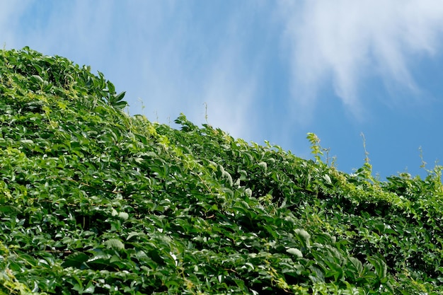 青い夏の空を背景に野生のブドウの花の背景の茂み