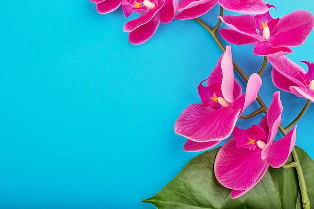 Floral background of tropical pink orchids with green tropical leaves on blue background. Copy space