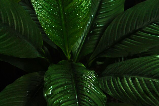 花の背景の壁紙 美しい熱帯の濃い緑の葉