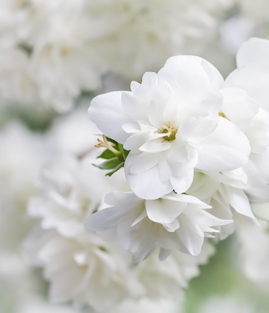 写真 花の背景白いテリージャスミンの花びら休日のデザインのためのマクロの花の背景