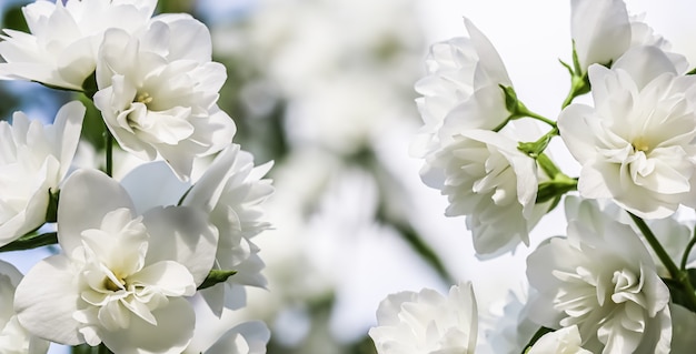 Floral background white terry jasmine flower petals macro flowers backdrop