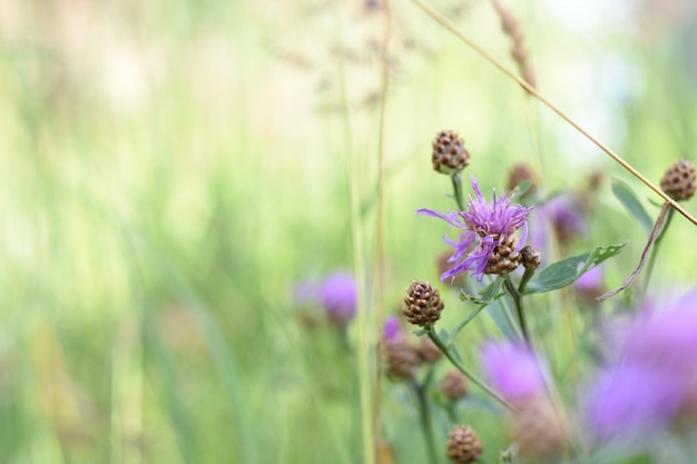 Floral background of wild flowers for a banner or postcard