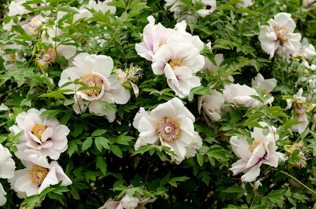 Sfondo floreale con bellissimo bianco