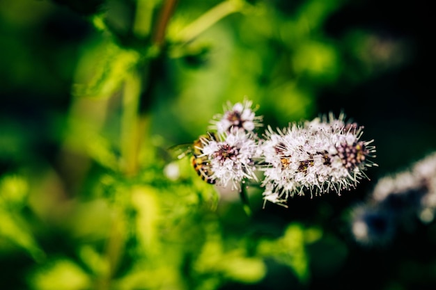 Floral background with focus on blooming tree branch