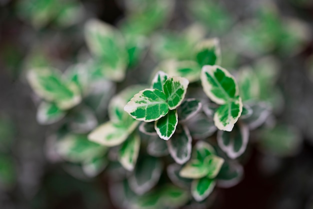 Floral background with green leaves