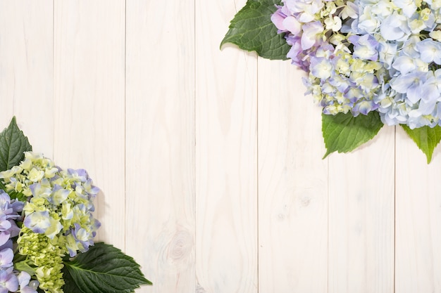 Floral background with hydrangea flowers