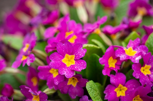 中心が黄色のピンクの花を持つ花の背景