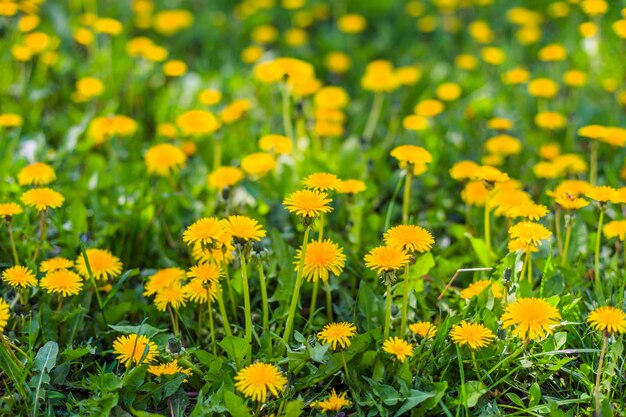 緑の草の黄色のタンポポの花の背景