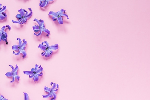 Floral beautiful pastel pink background. Purple small flowers of Hyacinth. Flat lay, top view, copy space