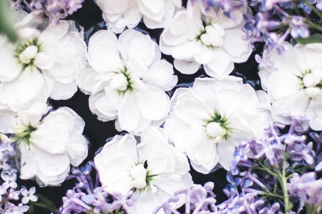 写真 満開の花の美しさ