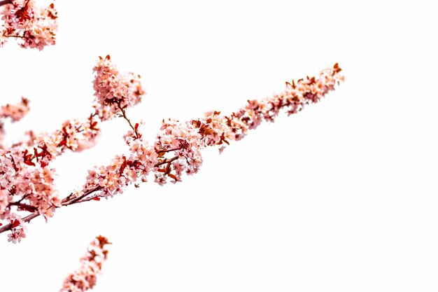 Floral blossom in spring pink flowers as nature background