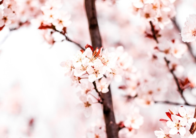 Fioritura floreale in fiori rosa primaverili come sfondo della natura