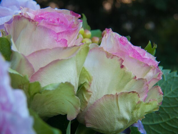 Floral bouquet