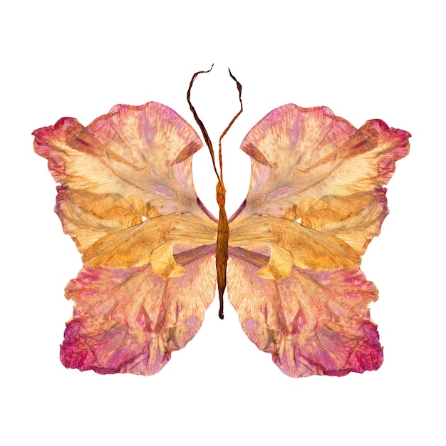 Floral butterfly made from gladiolus flower