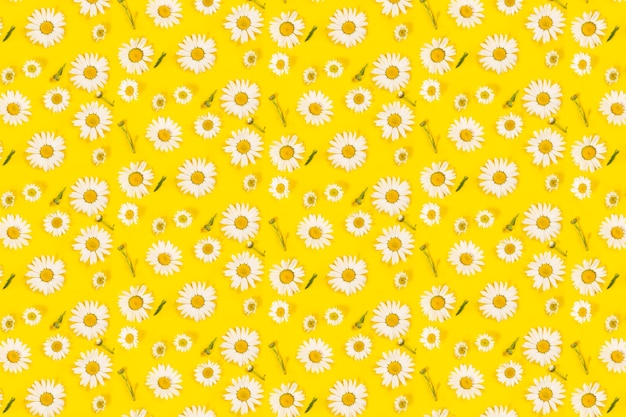 Floral camomile pattern